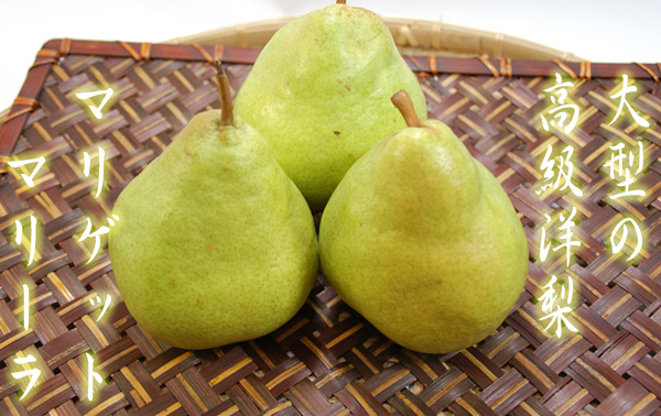 マリゲット・マリーラ02