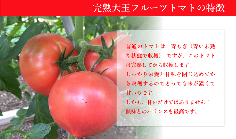 大玉トマトの特徴
