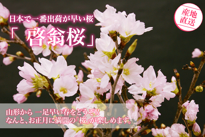 啓翁桜01