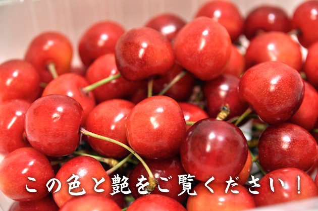 さくらんぼ005