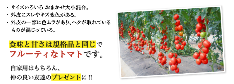 訳あり 完熟フルーツトマト 6月 11月上旬出荷 1kg Sサイズ 2lサイズ 大小混合